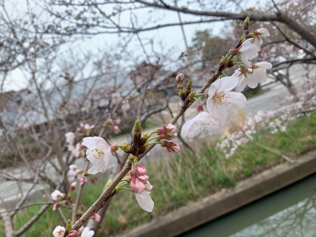桜で感じる春の訪れ~出会いの季節~